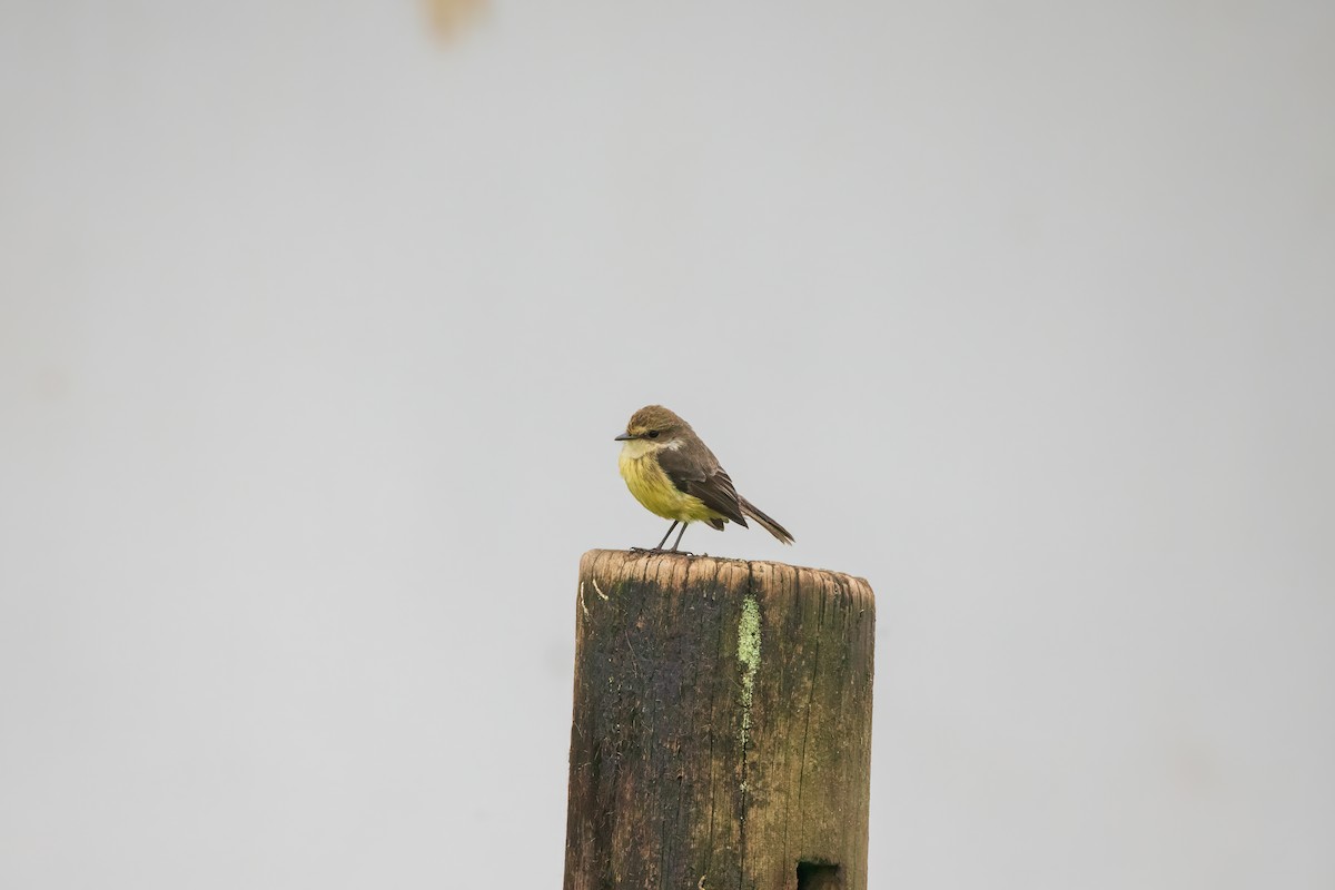 Brujo Flycatcher (Galapagos) - ML618491042