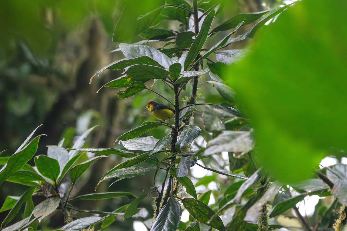 Collared Redstart - Matt Fischer