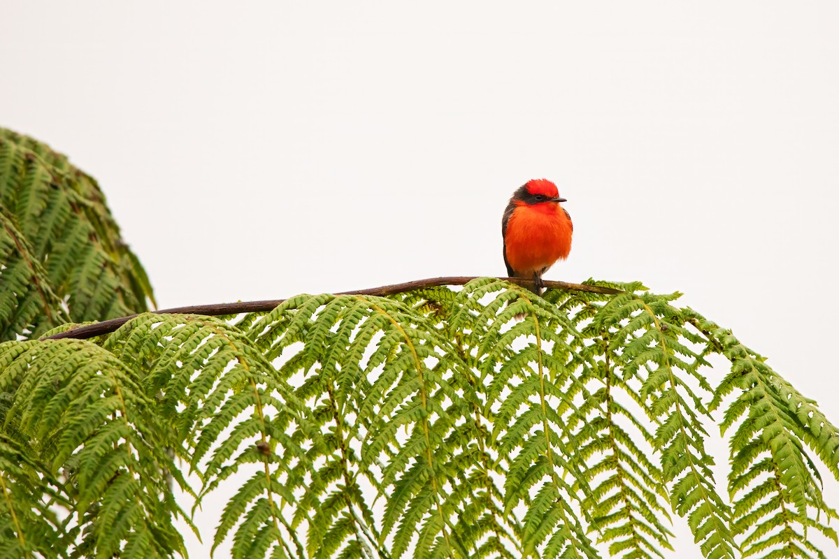 Brujo Flycatcher (Galapagos) - ML618491064