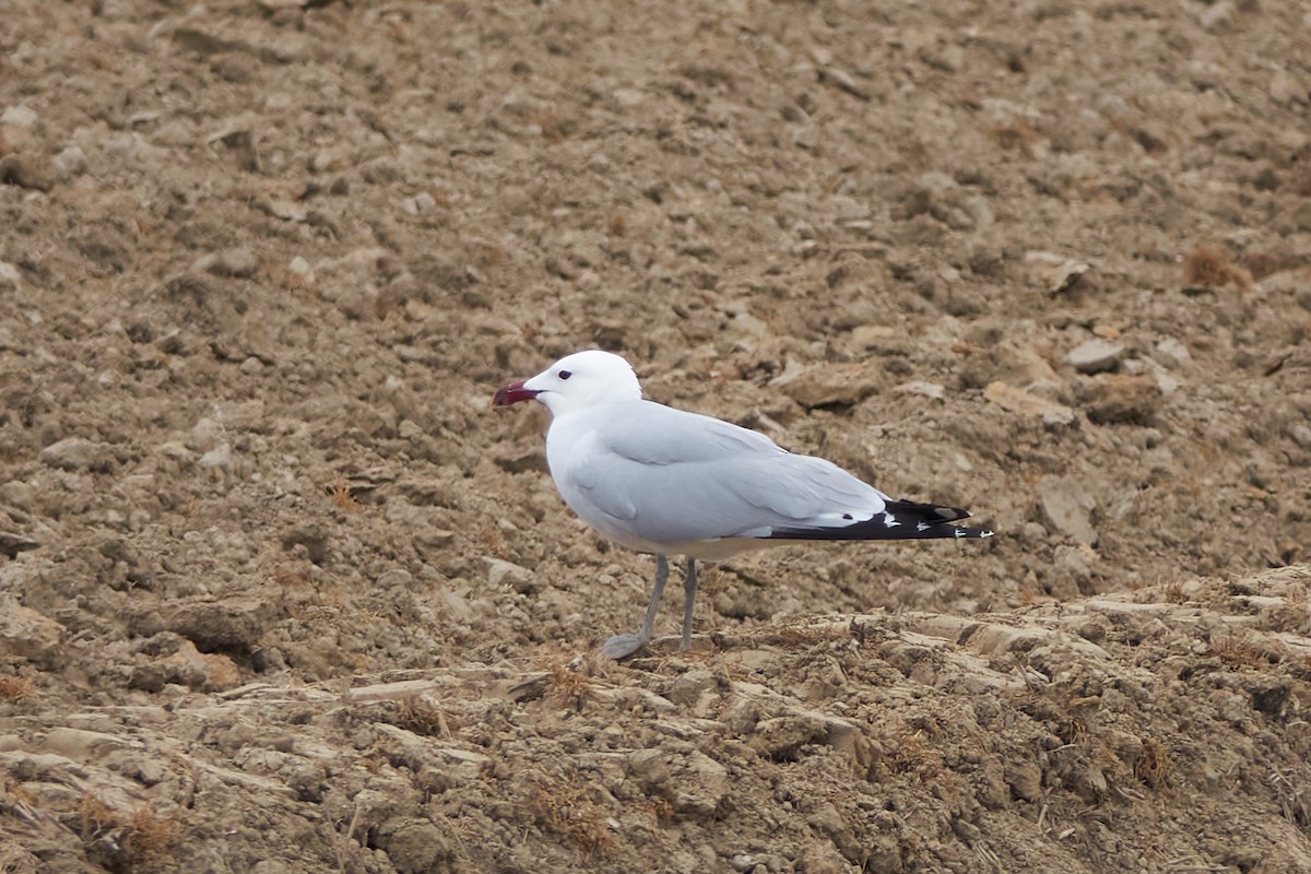 Audouin's Gull - ML618491065