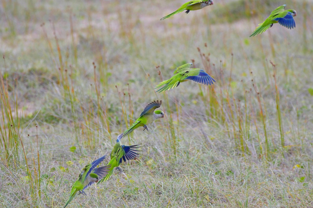 Monk Parakeet - Marcelo Cuadrado