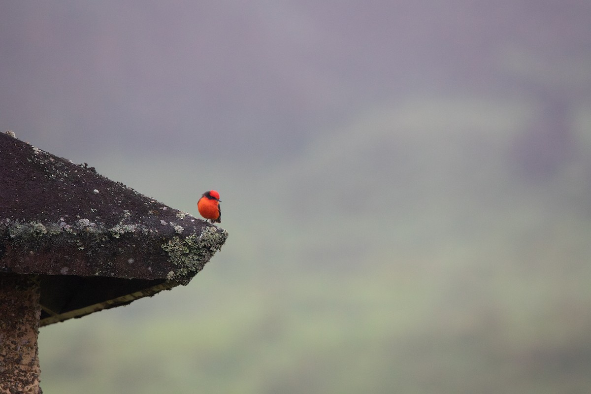 Brujo Flycatcher (Galapagos) - ML618491067