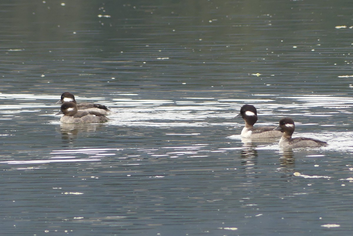 Bufflehead - ML618491068