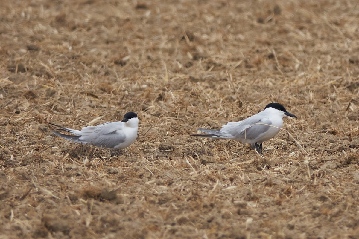 Gull-billed Tern - ML618491073