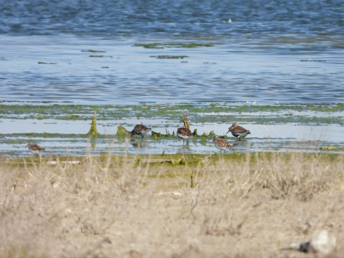 黑腹濱鷸 - ML618491079