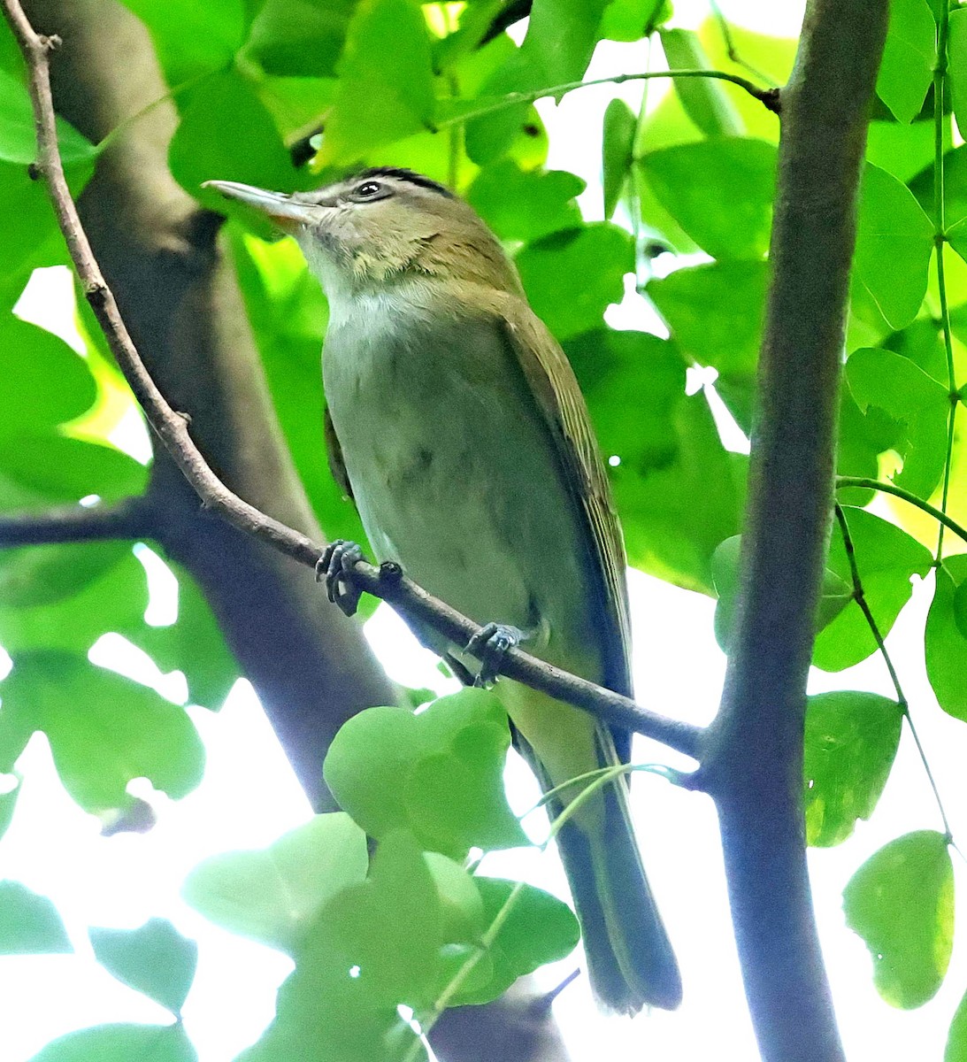 Black-whiskered Vireo - Maciej  Kotlarski