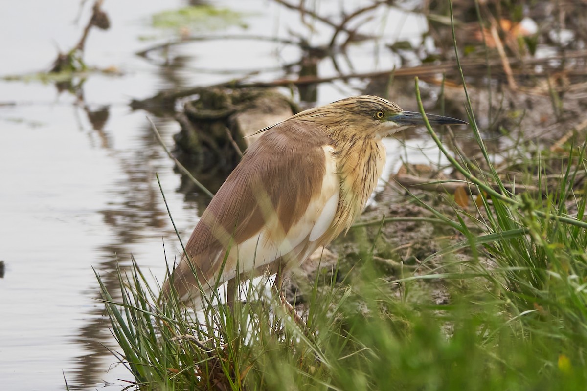 Squacco Heron - ML618491088