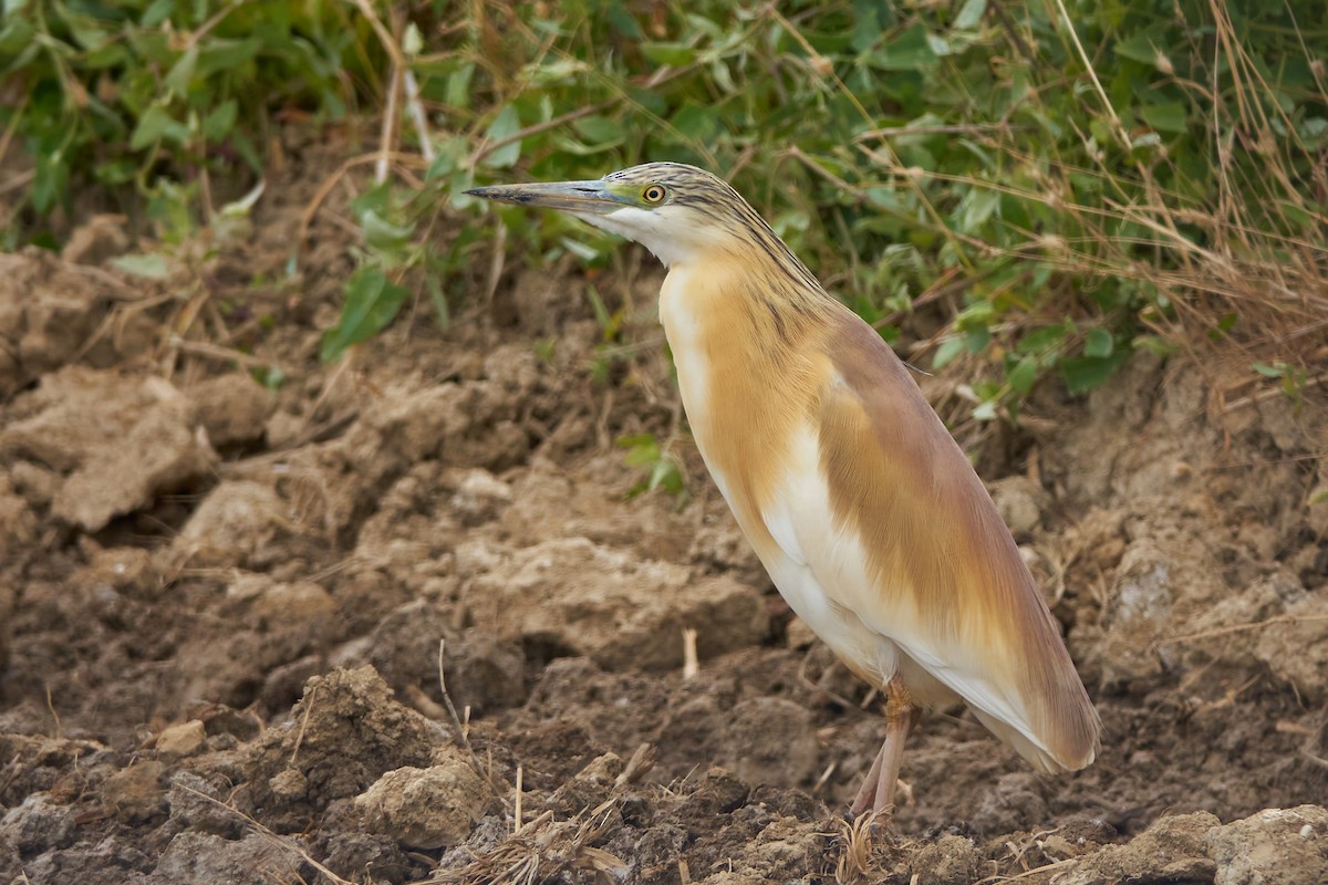 Squacco Heron - ML618491089