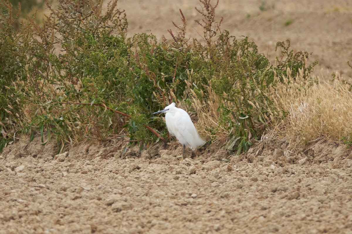 Little Egret - ML618491093