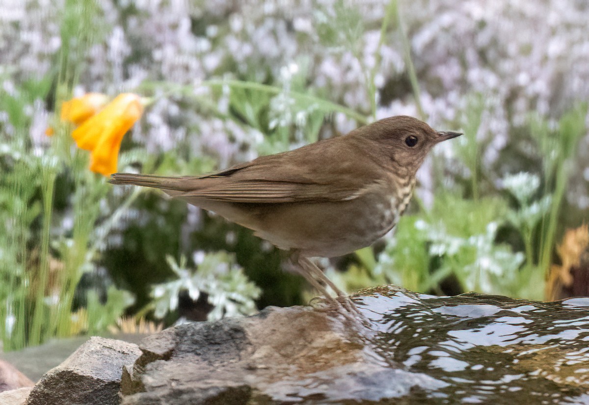 Swainson's Thrush - Dale Ball