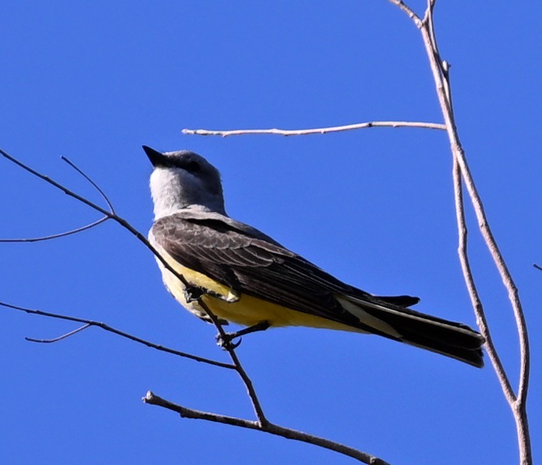 Western Kingbird - ML618491108