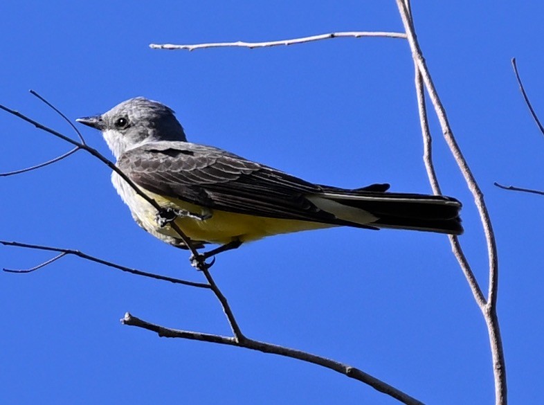 Western Kingbird - ML618491109