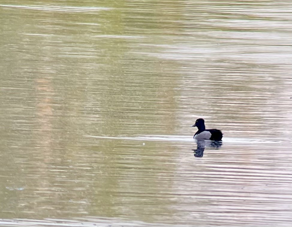 Ring-necked Duck - ML618491126