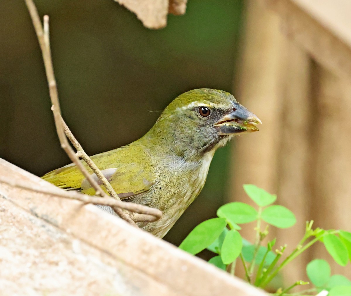 Lesser Antillean Saltator - ML618491128