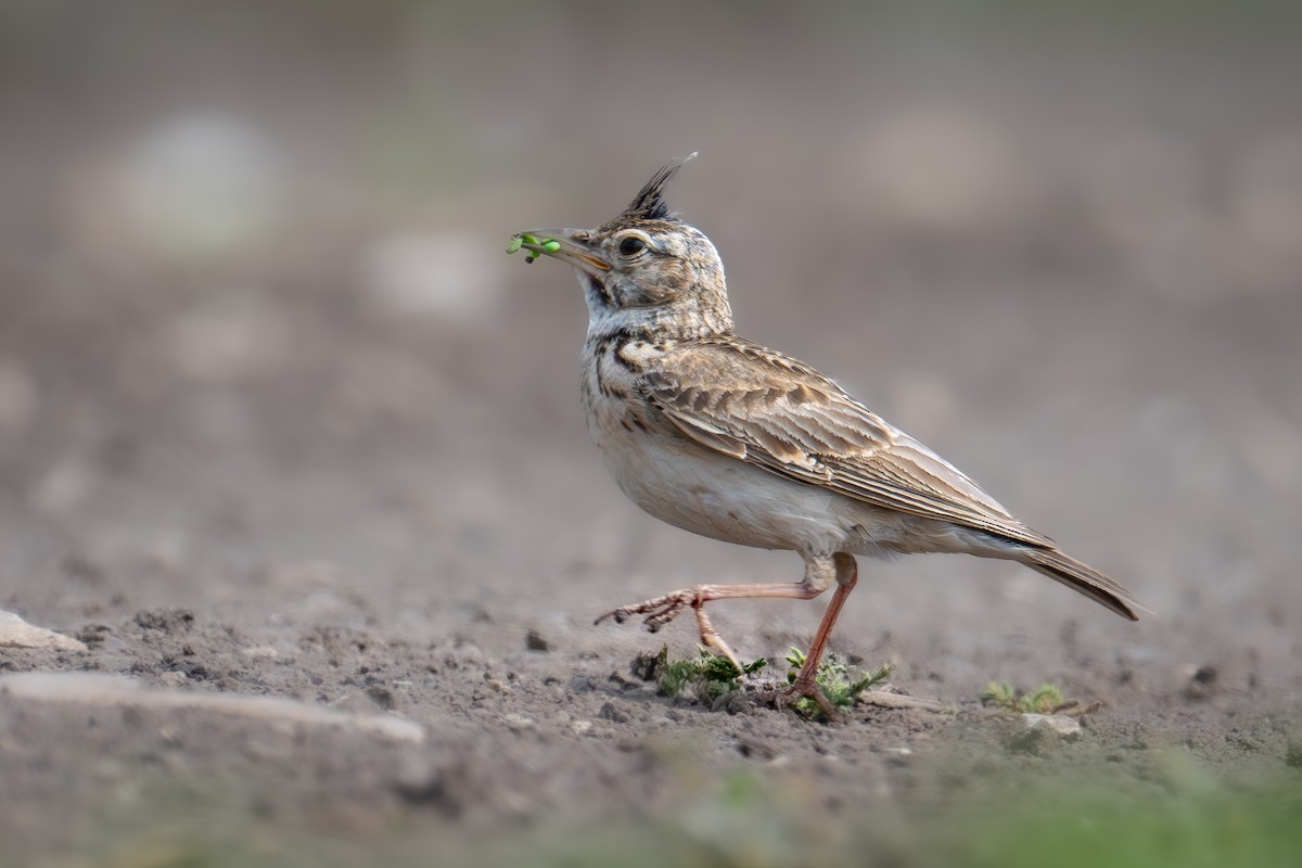 Crested Lark - Uriel Levy