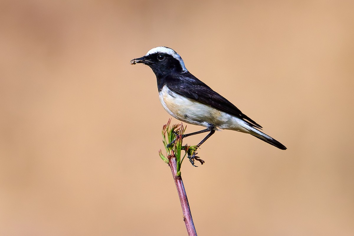 Cyprus Wheatear - ML618491141