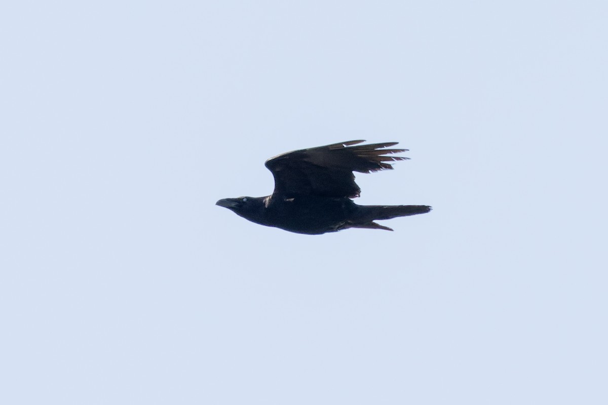 Common Raven - ML618491144
