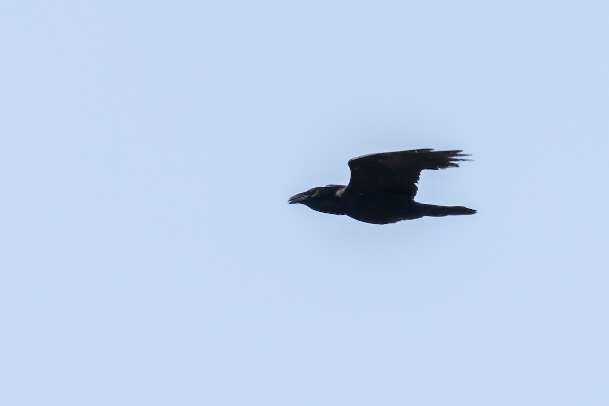 Common Raven - ML618491145