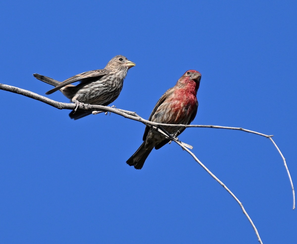 House Finch - ML618491153