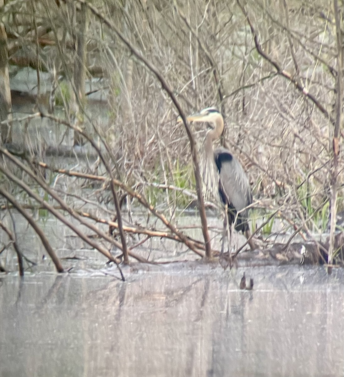 Great Blue Heron - ML618491154