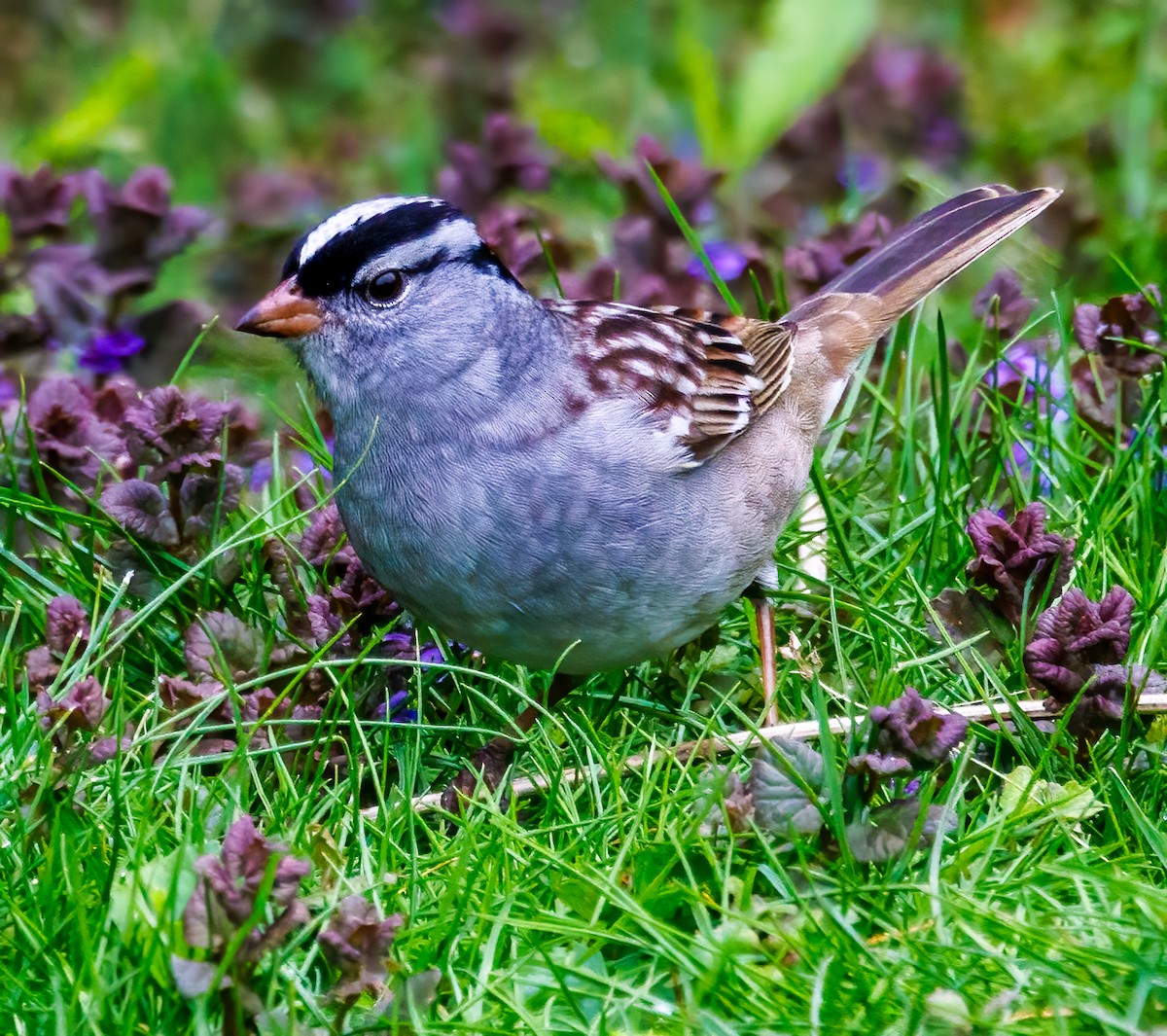 White-crowned Sparrow - Debbie Lombardo