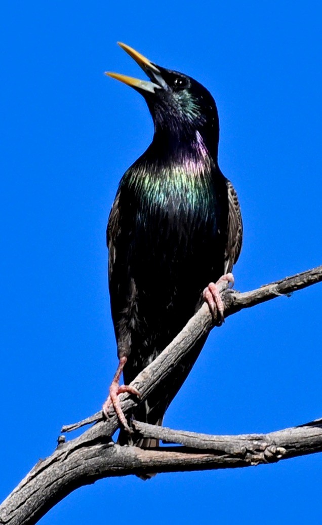 European Starling - Anonymous