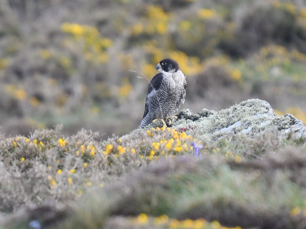 Peregrine Falcon - Frank Hawkins