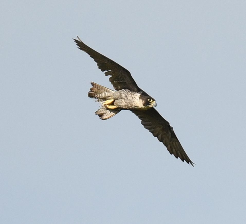 Peregrine Falcon - Frank Hawkins