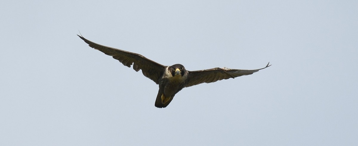 Peregrine Falcon - Frank Hawkins