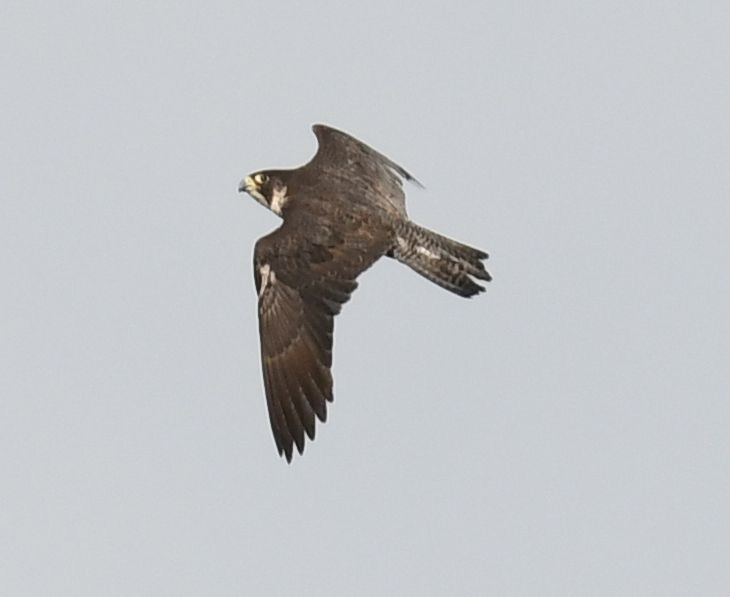 Peregrine Falcon - Frank Hawkins