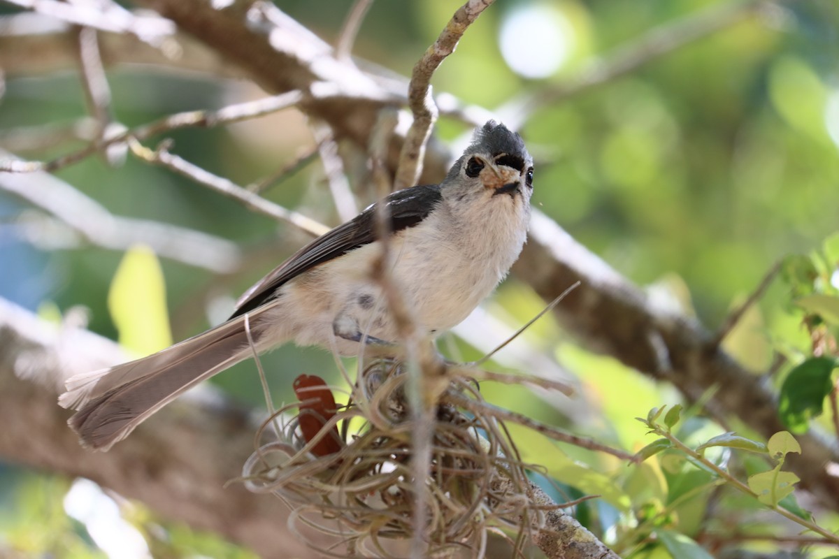 Tufted Titmouse - ML618491191