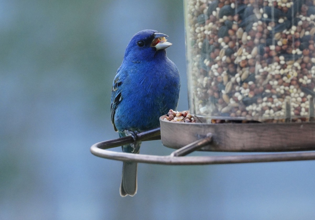 Indigo Bunting - ML618491214