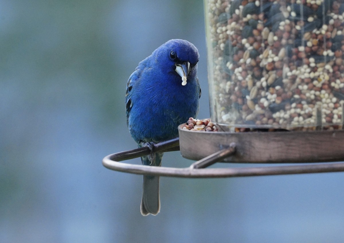 Indigo Bunting - ML618491215