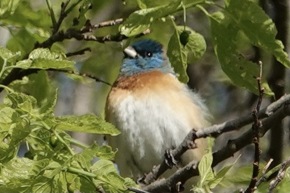 Lazuli Bunting - Linda Gierke