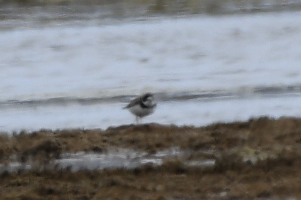 Semipalmated Plover - Brett Hillman