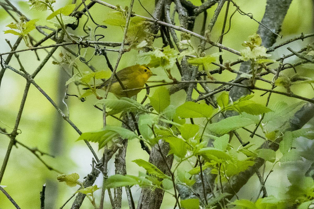 Wilson's Warbler - Robin Janson