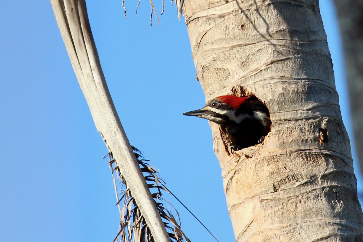 Pileated Woodpecker - Oscar Johnson