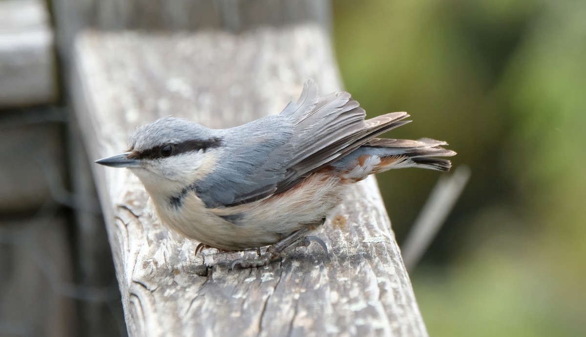 Eurasian Nuthatch - Gonzalo Bel Lallave