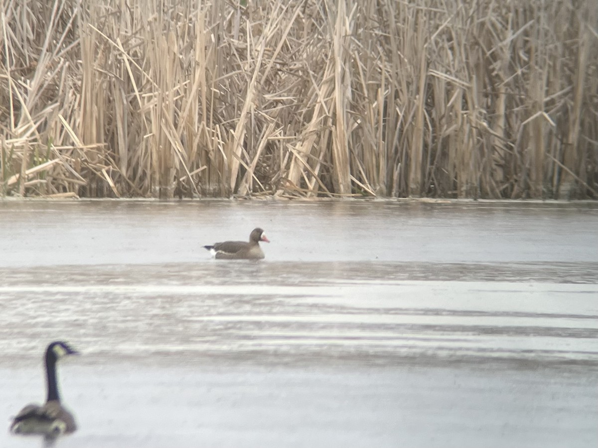 Greater White-fronted Goose - Josh Lefever