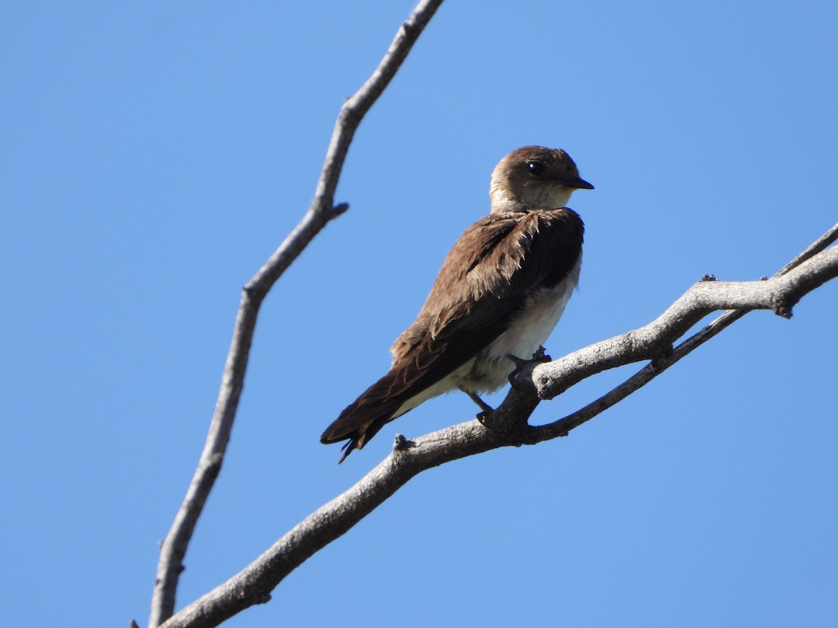 Northern Rough-winged Swallow - ML618491320