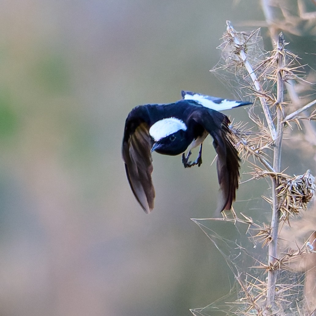 Cyprus Wheatear - ML618491326