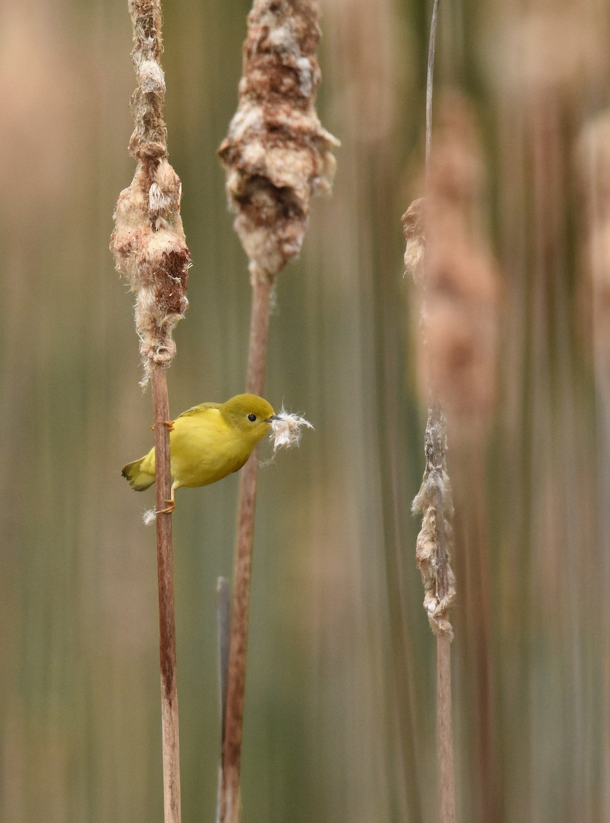 Yellow Warbler - ML618491331