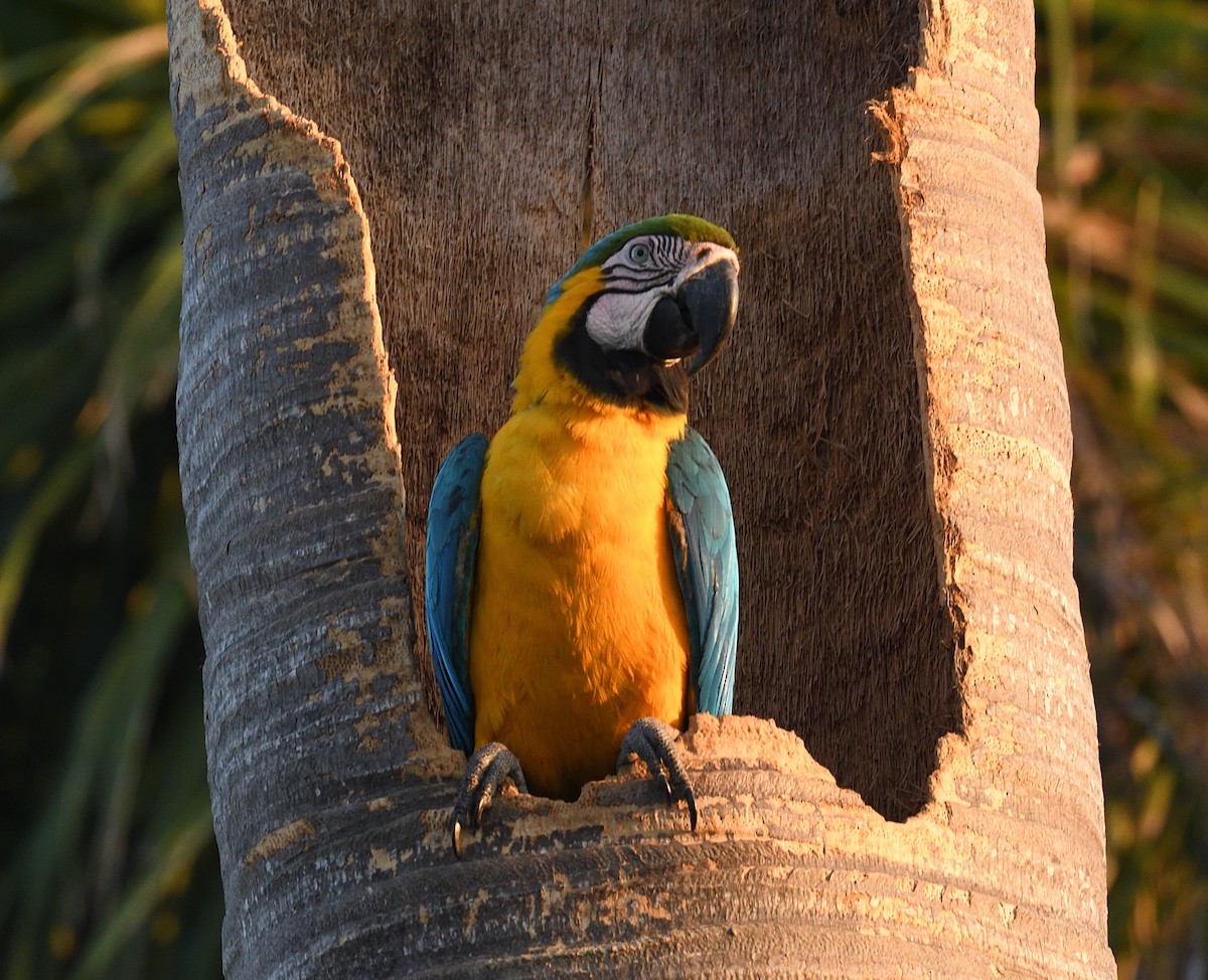Blue-and-yellow Macaw - ML618491345