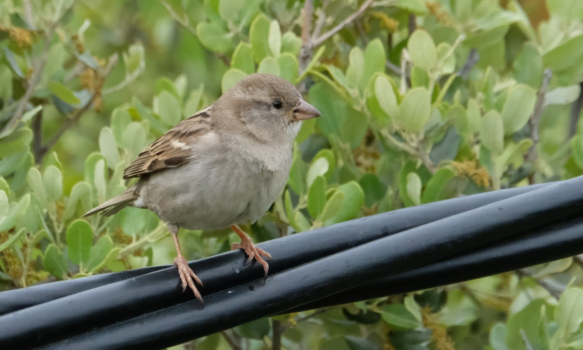 House Sparrow - Gonzalo Bel Lallave