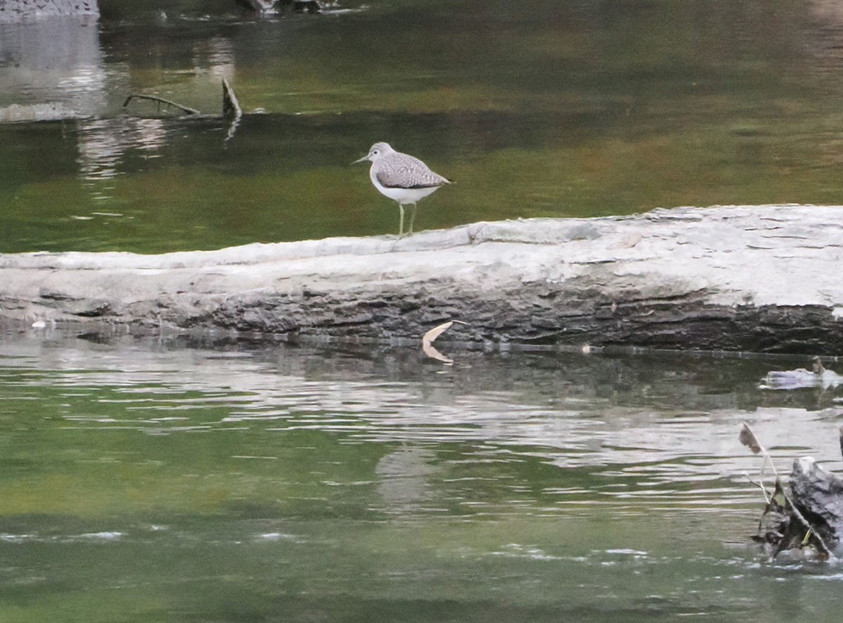 Solitary Sandpiper - Patricia Rettig