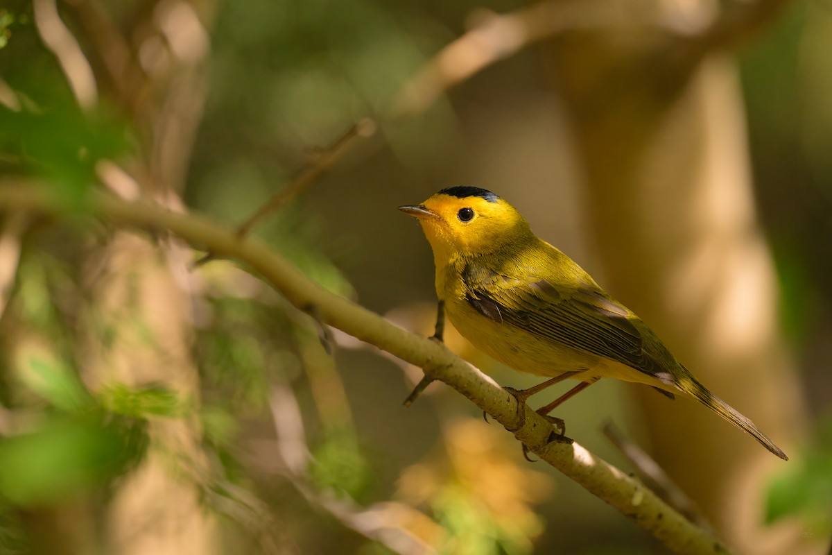 Wilson's Warbler - ML618491380