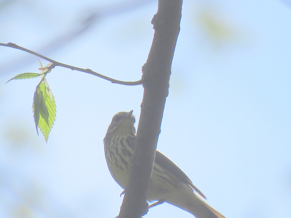 Northern Waterthrush - Lois Richardson