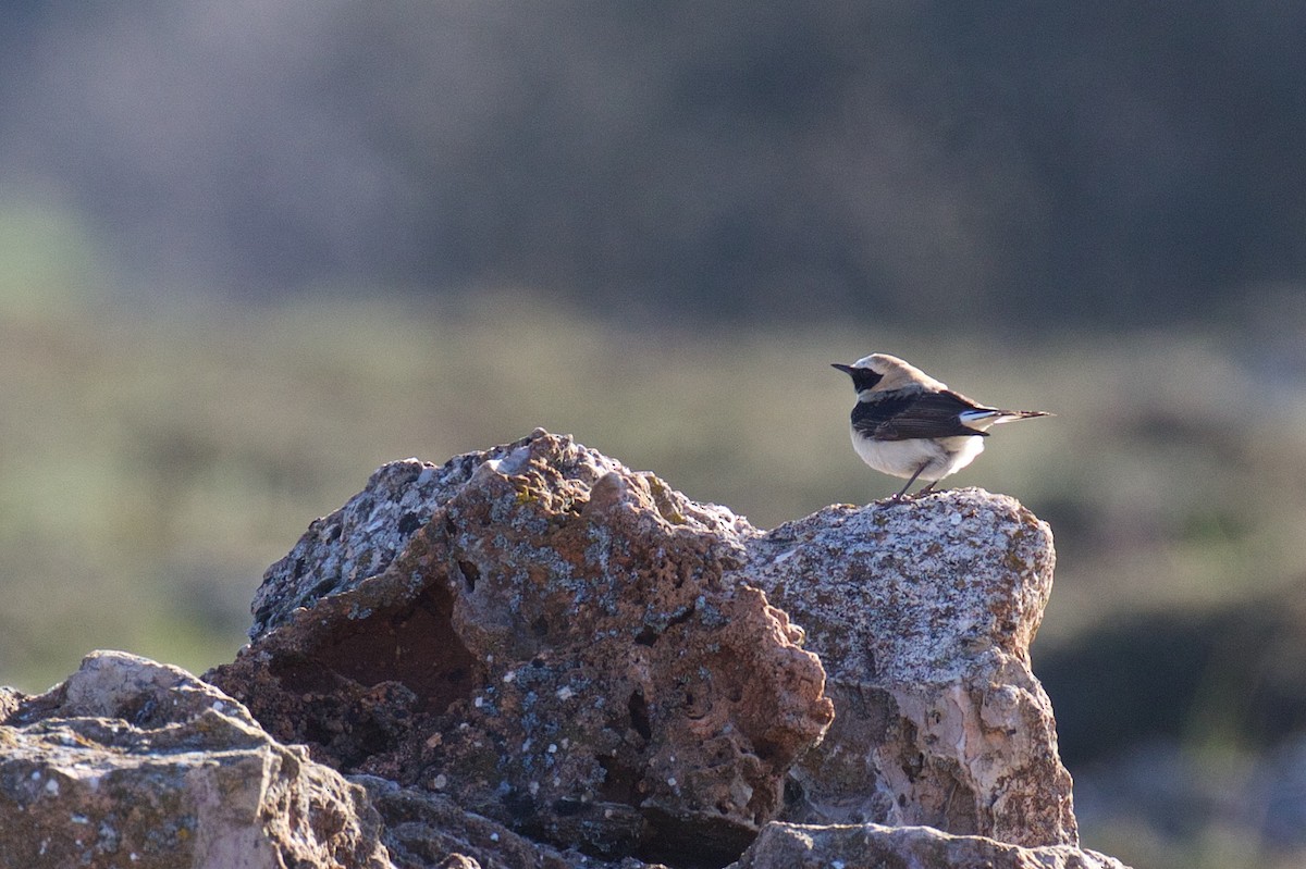 Western Black-eared Wheatear - Marc Gálvez