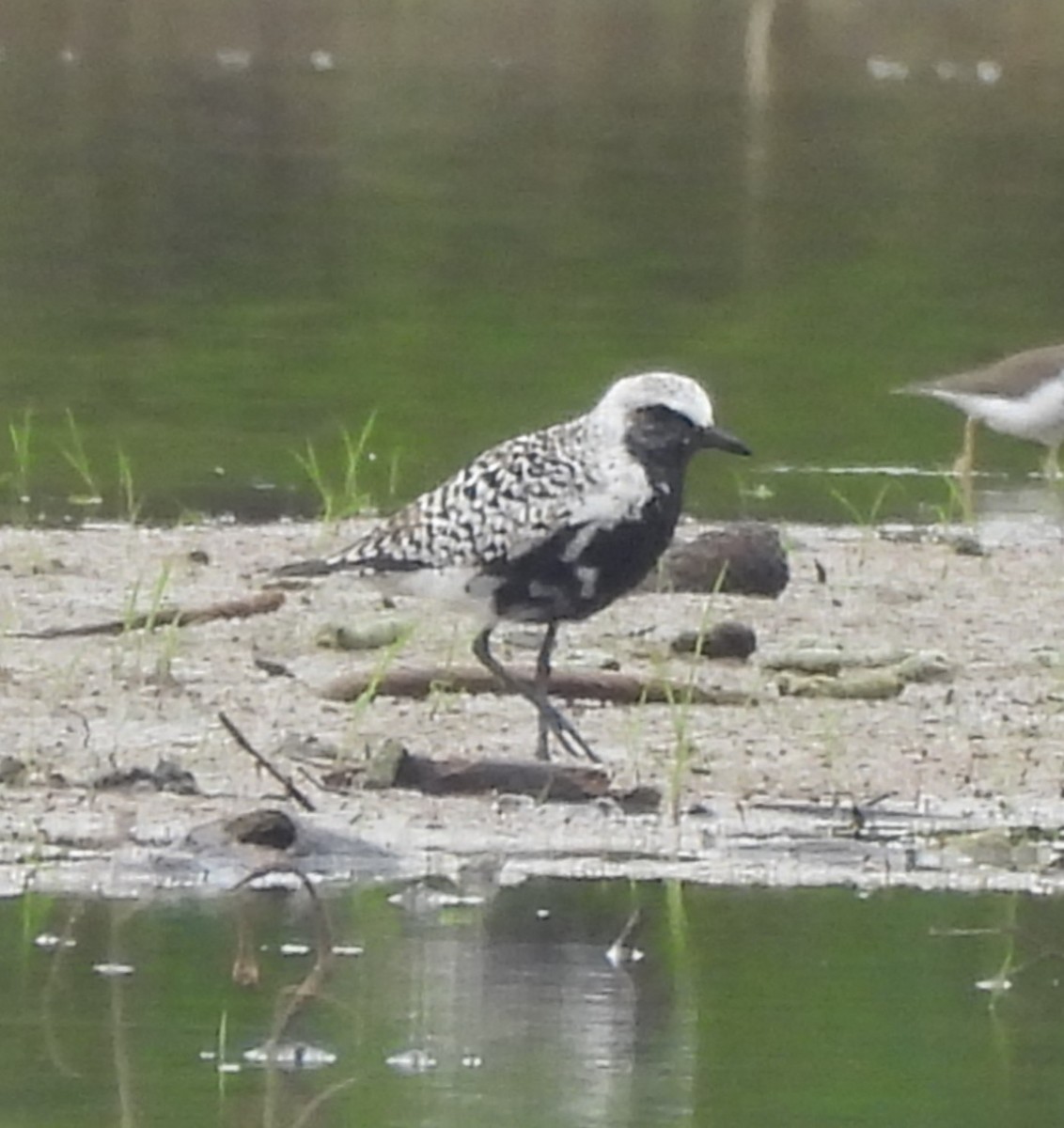 Black-bellied Plover - Michelle Forte