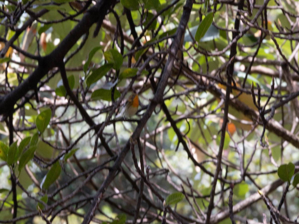 Blackburnian Warbler - ML618491472